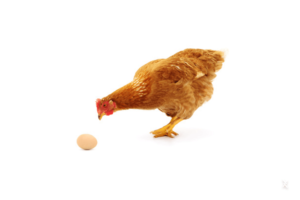 Não cometa o erro de expor os ovos a bicadas