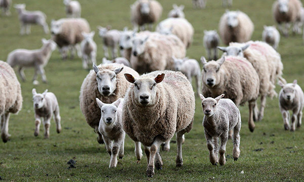 Como ter sucesso na criação de ovinos