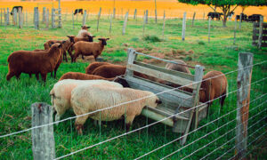 Leia mais sobre o artigo Conheça os principais tipos de cerca