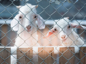 Leia mais sobre o artigo Cercas e Alambrados para o Bem-Estar Animal