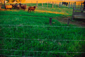 Leia mais sobre o artigo Qual a Melhor Cerca para Área Rural?