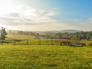 Leia mais sobre o artigo Manejo Sustentável de Pastagens: Estratégias para Melhorar a Qualidade do Solo e da Vegetação