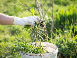 Leia mais sobre o artigo Como Fazer a Manutenção de Cercas Rurais?