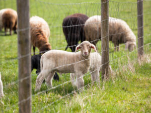 Leia mais sobre o artigo Os Benefícios de Proporcionar um Espaço Livre para seus Animais: A Importância das Telas Campeiras e dos Portões Gradil